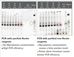 Comparison of PCR with Myco TOOL oligos (left) and oligos from an oligo house (right). 