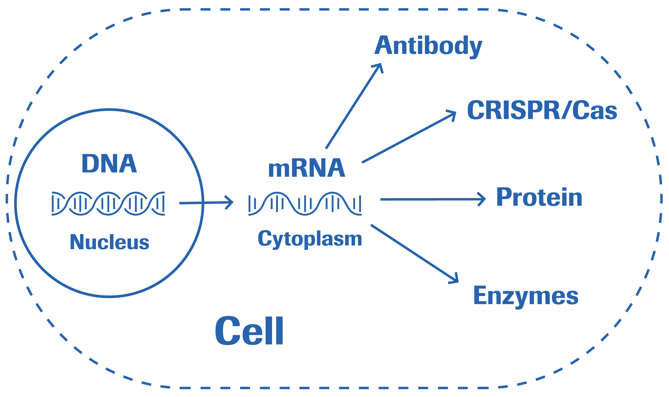 mRNA cell の図